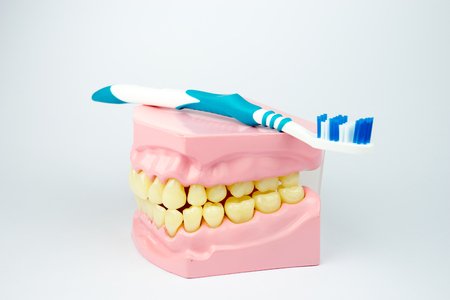 Denture shows how to brush teeth, dental equipmentの写真素材