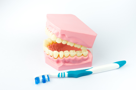 Denture shows how to brush teeth, dental equipmentの写真素材