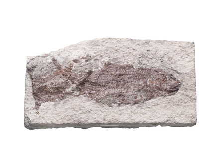 Fossil Ammonite isolate background with clipping pathの写真素材