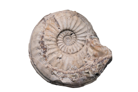 Fossil Ammonite isolate background with clipping pathの写真素材