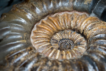 Plant Leaf fossil embedded in stone, real ancient petrified shell, isolated on whiteの写真素材