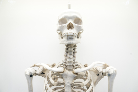 Human Bone marrow structure, white background