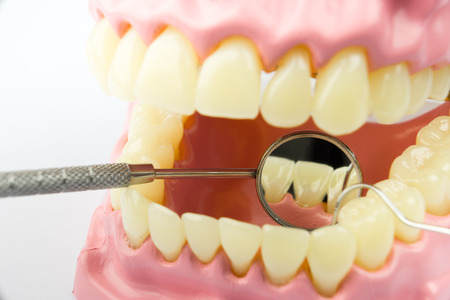 Denture shows how to brush teeth, dental equipment