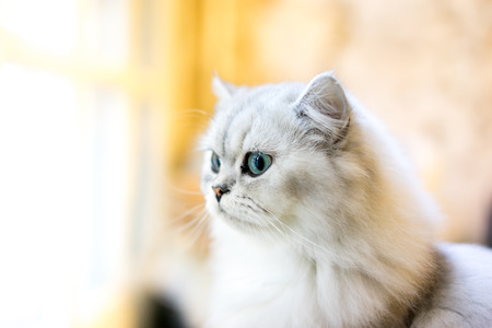Persian cat sitting in the roomの写真素材
