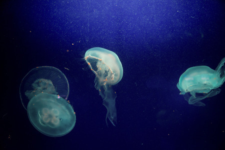 Moon jelly fish in aquariumの写真素材