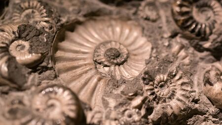 Fossil & Ammonite for fuel energyのeditorial素材