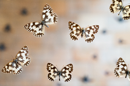 Butterfly in museum with audiencesの写真素材