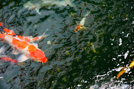 Koi fish in the found, japanese gardenの写真素材