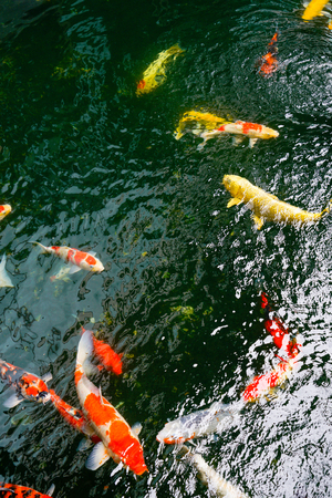 Koi fish in the found, japanese gardenの写真素材