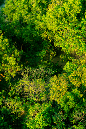 Forest and tree from the top view