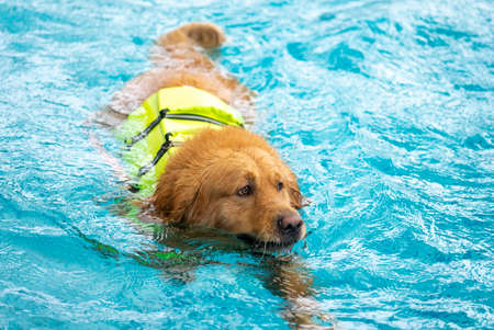Corgi dog puppy play at the swimming poolの写真素材