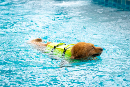 Corgi dog puppy play at the swimming poolの写真素材