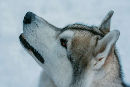 Siberian husky dog stands and looks up