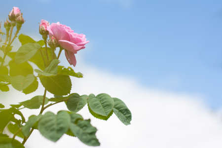 Rose bud close-up on the streetの写真素材