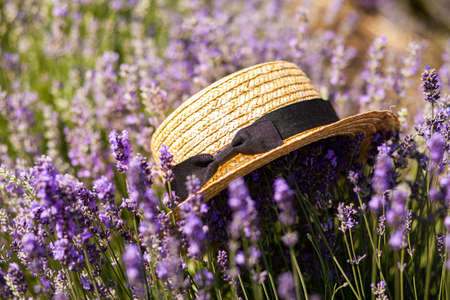 Straw hat with a ribbon in the field of lavenderの写真素材