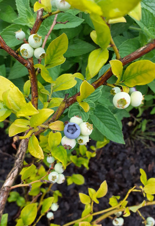Blueberries growing on a bush in the garden in the summer.の写真素材