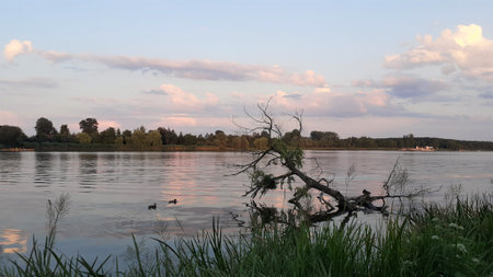 Lake in the evening with a tree in the foreground and a cloudy skyの写真素材