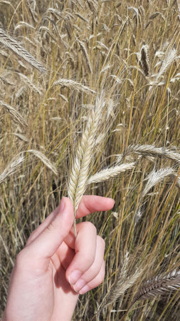 wheat in hand on a background of the wheat field close-upの写真素材