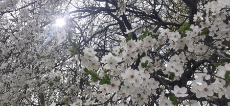 cherry blossom in spring with sunbeams and lens flareの写真素材