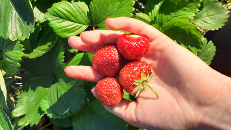 Strawberries in the hands of a farmer. Harvesting strawberries in the garden.の写真素材
