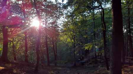 Sunlight in the forest. summer landscape. Sunlight in the forestの写真素材
