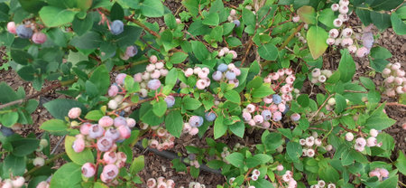 Blueberry bush with ripe berries and green leaves close-up.の写真素材
