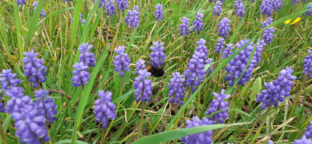 Blue grape hyacinths and a bumblebee in the grassの写真素材