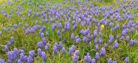 Blue muscari or grape hyacinths in the meadowの写真素材