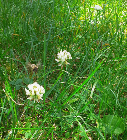 White clover flowers on green grass in the forest, close-upの写真素材