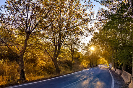 A road with golden foliage on the sides during fall season