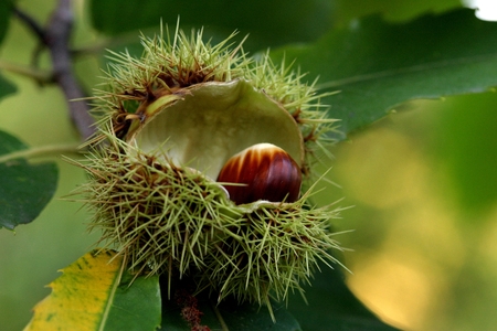 Chestnutの写真素材