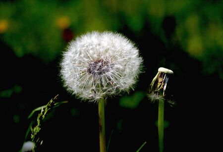 Dandelionの写真素材