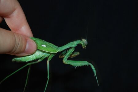 Praying mantis