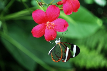 Butterflyの写真素材