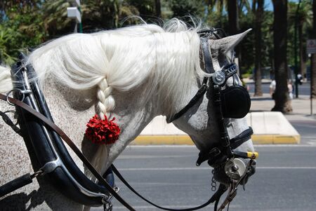 Horse foregroundの写真素材