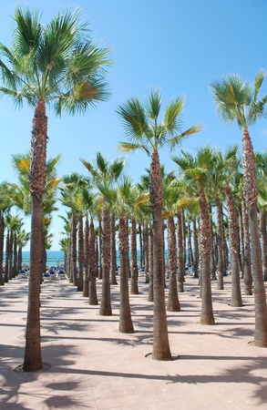 Palmsの写真素材