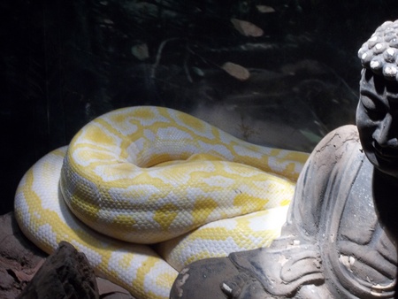 Close up albino python at the zoo