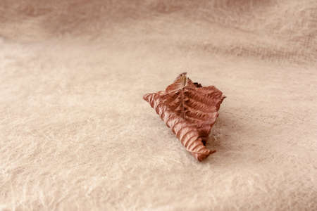 macro detail of a single dry leaf of autumn brown color bend light background