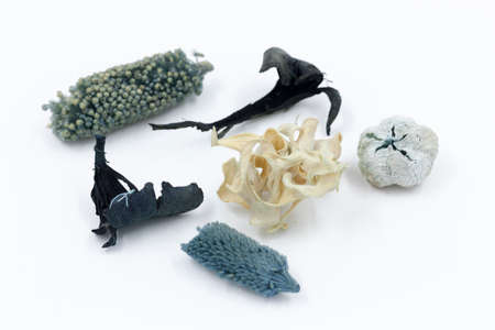 macro detail of dry decorations horizons in blue to decorate interiors of houses