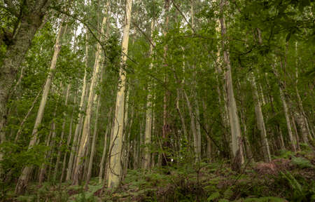panoramic rural landscape of birch leafy forest with vegetation in green tones