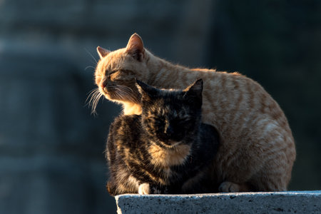 Two cats sitting on a wall in the sun and looking at each otherの写真素材