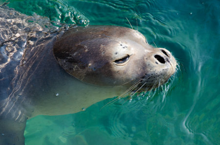 Sea lion in the ocean, close-up of head and bodyの写真素材