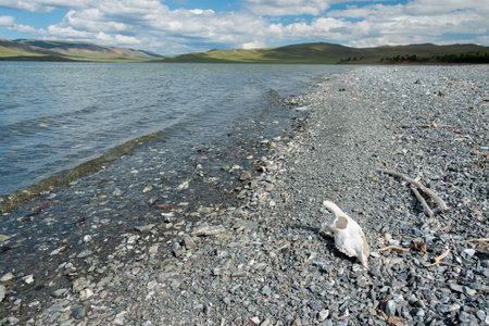 A dead mammal on the shore of a lake in the mountains.の写真素材