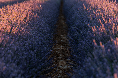 Beautiful lavender field in the morning light. Blurred background.の写真素材