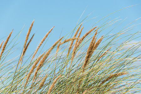 Close up of grass on the beach with blue sky background, Spainの写真素材