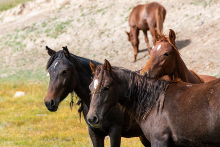 Horses in the pasture. Wild horses in the meadow.