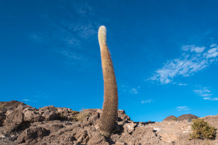 Big Cactus in Salar de Uyuni Salt Flats, Boliviaの写真素材