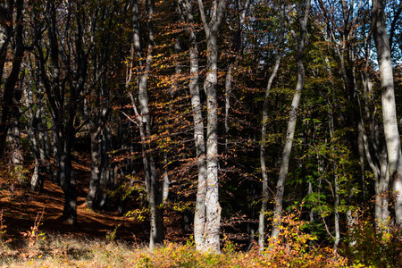 Autumn forest in the mountains. Colorful trees in the autumn forest