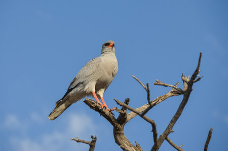 Goshawk in Etosha National Park, Namibia, Africa
