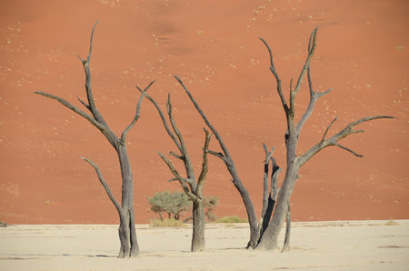 Dead Camelthorn Trees in the Namib Desert, Namibiaの写真素材